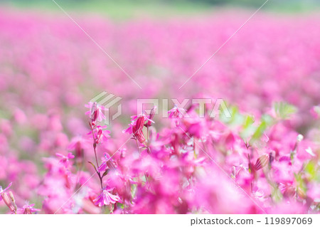 Flower field spreading all over 119897069