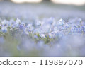 Nemophila field 119897070