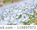 Nemophila field 119897072