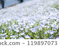 Blue nemophila flowers 119897073