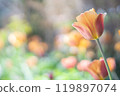 Tulips bathed in spring light 119897074
