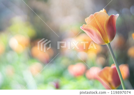 Tulips bathed in spring light 119897074