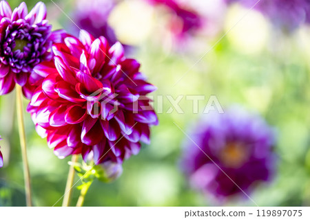 盛開的大麗花（大麗花） 山形縣川西町川西大麗花花園 119897075