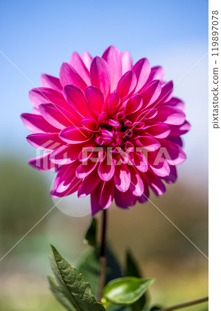 Brightly blooming dahlias (Dahlias) Kawanishi Dahlia Garden, Kawanishi Town, Yamagata Prefecture Brightly blooming dahlias (Dahlias) Kawanishi Dahlia Garden, Kawanishi Town, Yamagata Prefecture 119897078