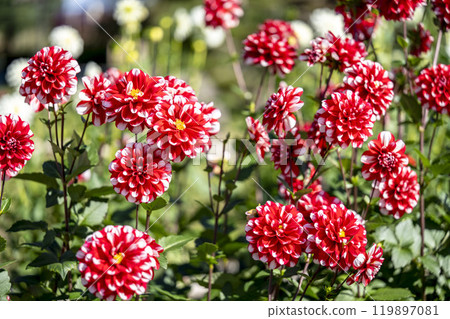 Brightly blooming dahlias (Dahlias) Kawanishi Dahlia Garden, Kawanishi Town, Yamagata Prefecture 119897081