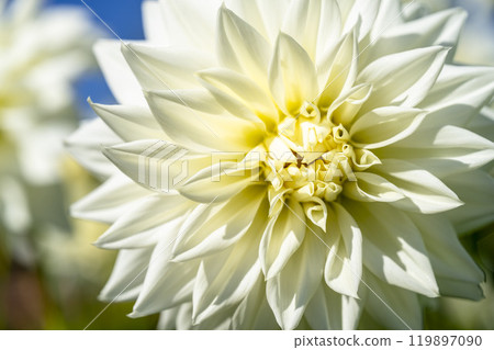 盛開的大麗花（大麗花） 山形縣川西町川西大麗花花園 119897090