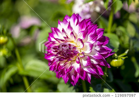Brightly blooming dahlias (Dahlias) Kawanishi Dahlia Garden, Kawanishi Town, Yamagata Prefecture Brightly blooming dahlias (Dahlias) Kawanishi Dahlia Garden, Kawanishi Town, Yamagata Prefecture 119897097