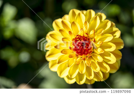 Brightly blooming dahlias (Dahlias) Kawanishi Dahlia Garden, Kawanishi Town, Yamagata Prefecture Brightly blooming dahlias (Dahlias) Kawanishi Dahlia Garden, Kawanishi Town, Yamagata Prefecture 119897098