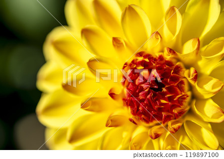 Brightly blooming dahlias (Dahlias) Kawanishi Dahlia Garden, Kawanishi Town, Yamagata Prefecture 119897100