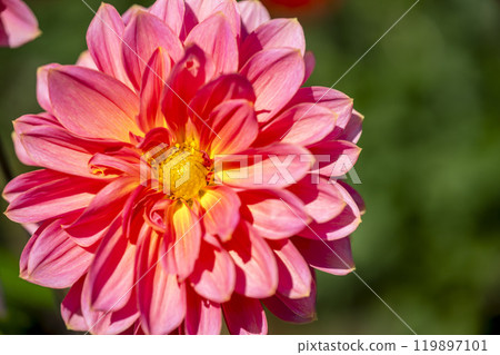 Brightly blooming dahlias (Dahlias) Kawanishi Dahlia Garden, Kawanishi Town, Yamagata Prefecture 119897101
