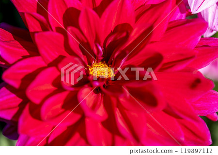 Brightly blooming dahlias (Dahlias) Kawanishi Dahlia Garden, Kawanishi Town, Yamagata Prefecture Brightly blooming dahlias (Dahlias) Kawanishi Dahlia Garden, Kawanishi Town, Yamagata Prefecture 119897112