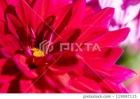 Brightly blooming dahlias (Dahlias) Kawanishi Dahlia Garden, Kawanishi Town, Yamagata Prefecture Brightly blooming dahlias (Dahlias) Kawanishi Dahlia Garden, Kawanishi Town, Yamagata Prefecture 119897115