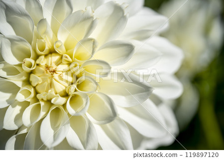 Brightly blooming dahlias (Dahlias) Kawanishi Dahlia Garden, Kawanishi Town, Yamagata Prefecture 119897120