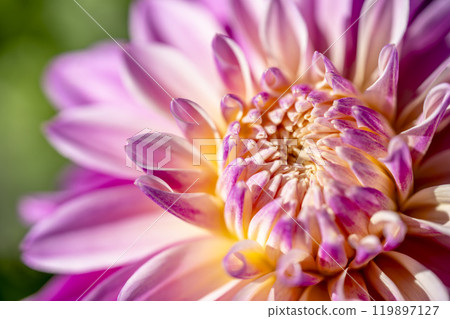 Brightly blooming dahlias (Dahlias) Kawanishi Dahlia Garden, Kawanishi Town, Yamagata Prefecture 119897127