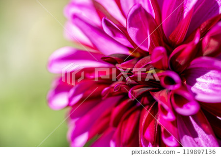 Brightly blooming dahlias (Dahlias) Kawanishi Dahlia Garden, Kawanishi Town, Yamagata Prefecture Brightly blooming dahlias (Dahlias) Kawanishi Dahlia Garden, Kawanishi Town, Yamagata Prefecture 119897136