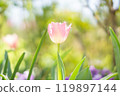Pink tulips blooming in the tulip field 119897144