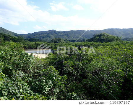 吹通川紅樹林 119897157