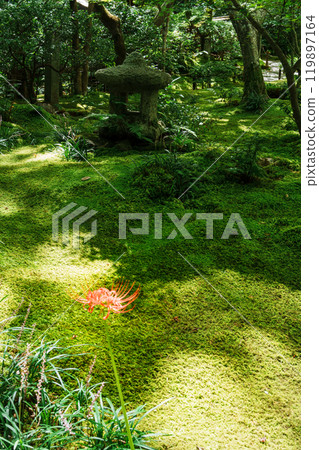 Gionji Temple, Sagano, Kyoto - Red spider lilies blooming on moss Gionji Temple, Sagano, Kyoto - Red spider lilies blooming on moss 119897164