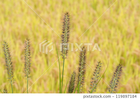 Shiba Insects and Yellow Rice Leaves 119897184