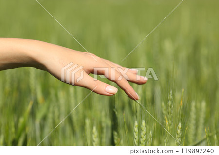Beautiful girl hand touching wheat in a field 119897240