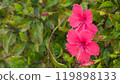 A blooming hibiscus flower 119898133