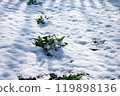 Green leaves of flowers under snow. Natural 119898136