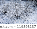 Branches of bush under snow. 119898137