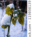 Snow on green rose leaves. Natural background 119898139
