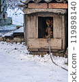 Chained dog in a booth. Winter time. Natural winter background 119898140