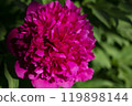 Red peony. Natural spring background 119898144