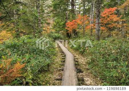 Autumn in Oze: Autumn leaves on the grass and in the forest: Numajiri - Shirasuna Pass - Miharashi Autumn in Oze: Autumn leaves on the grass and in the forest: Numajiri - Shirasuna Pass - Miharashi 119898189