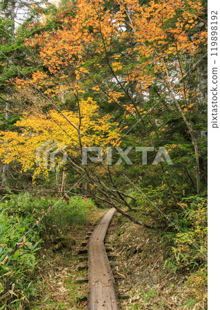 Autumn in Oze: Autumn leaves on the grass and in the forest: Numajiri - Shirasuna Pass - Miharashi 119898192