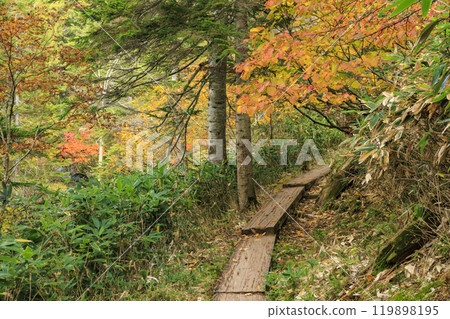 Autumn in Oze: Autumn leaves on the grass and in the forest: Numajiri - Shirasuna Pass - Miharashi 119898195