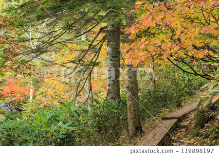 Autumn in Oze: Autumn leaves on the grass and in the forest: Numajiri - Shirasuna Pass - Miharashi 119898197