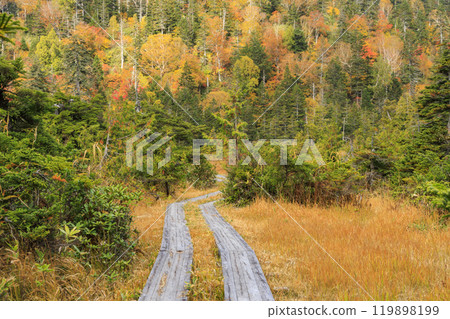 Autumn in Oze: Autumn leaves on the grass and in the forest: Numajiri - Shirasuna Pass - Miharashi 119898199