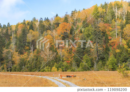 Autumn in Oze: Autumn leaves on the grass and in the forest: Numajiri - Shirasuna Pass - Miharashi Autumn in Oze: Autumn leaves on the grass and in the forest: Numajiri - Shirasuna Pass - Miharashi 119898200