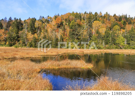 Autumn in Oze: Autumn leaves on the grass and in the forest: Numajiri - Shirasuna Pass - Miharashi Autumn in Oze: Autumn leaves on the grass and in the forest: Numajiri - Shirasuna Pass - Miharashi 119898205