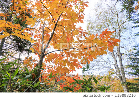 Autumn in Oze: Autumn leaves on the grass and in the forest: Numajiri - Shirasuna Pass - Miharashi 119898216