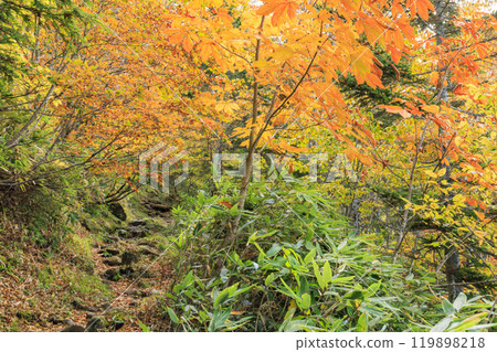 Autumn in Oze: Autumn leaves on the grass and in the forest: Numajiri - Shirasuna Pass - Miharashi 119898218