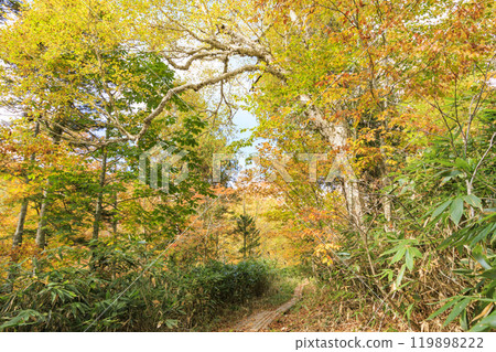 Autumn in Oze: Autumn leaves on the grass and in the forest: Numajiri - Shirasuna Pass - Miharashi 119898222