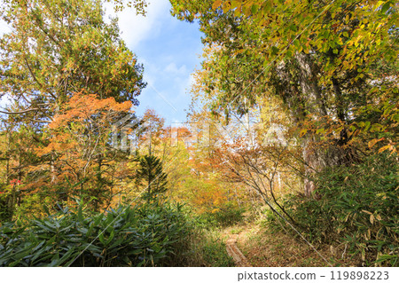 秋天的尾瀨，草地上的秋葉和森林裡的秋葉，沼尻 - Shirasuna Pass - 清晰的視野 119898223