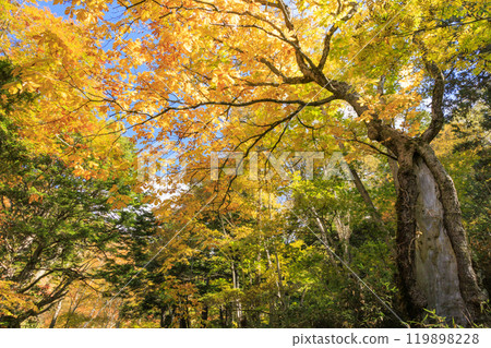 Autumn in Oze: Autumn leaves on the grass and in the forest: Numajiri - Shirasuna Pass - Miharashi Autumn in Oze: Autumn leaves on the grass and in the forest: Numajiri - Shirasuna Pass - Miharashi 119898228