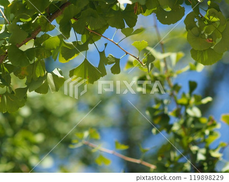 Ginkgo leaves shining in the autumn sun Ginkgo leaves shining in the autumn sun 119898229
