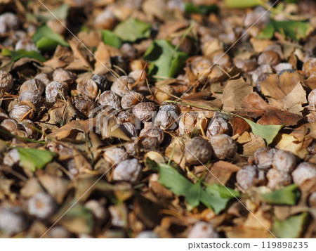 許多銀杏果掉在地上 119898235