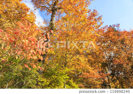 Autumn in Oze: Autumn leaves on the grass and in the forest: Numajiri - Shirasuna Pass - Miharashi Autumn in Oze: Autumn leaves on the grass and in the forest: Numajiri - Shirasuna Pass - Miharashi 119898240