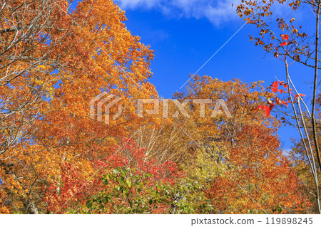 Autumn in Oze: Autumn leaves on the grass and in the forest: Numajiri - Shirasuna Pass - Miharashi Autumn in Oze: Autumn leaves on the grass and in the forest: Numajiri - Shirasuna Pass - Miharashi 119898245