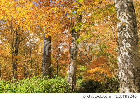 Autumn in Oze: Autumn leaves on the grass and in the forest: Numajiri - Shirasuna Pass - Miharashi Autumn in Oze: Autumn leaves on the grass and in the forest: Numajiri - Shirasuna Pass - Miharashi 119898246