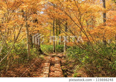Autumn in Oze: Autumn leaves on the grass and in the forest: Numajiri - Shirasuna Pass - Miharashi Autumn in Oze: Autumn leaves on the grass and in the forest: Numajiri - Shirasuna Pass - Miharashi 119898248