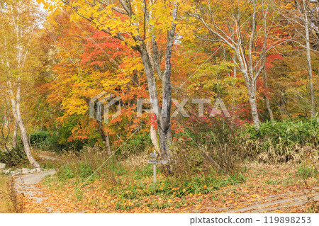 Autumn in Oze: Autumn leaves on the grass and in the forest: Numajiri - Shirasuna Pass - Miharashi 119898253