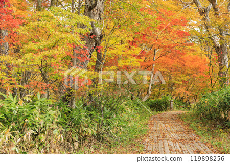 秋天的尾瀨，草地上的秋葉和森林裡的秋葉，沼尻 - Shirasuna Pass - 清晰的視野 119898256